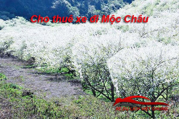 cho-thue-xe-di-moc-chau