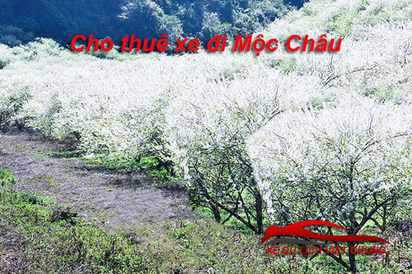 cho-thue-xe-di-moc-chau